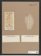 Navicula moreii O'Meara (de-Toni-Nr.: Genus 1, Species 375) Zeichnungen Sammlung Grunow Nr. 845 (NHMW-BOT-W0367281)